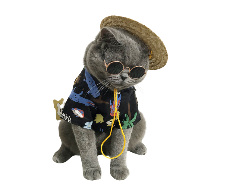 The Mexican Cat shirt