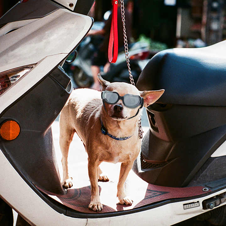 Blue Lenses Pet Sunglasses for Dogs and Cats – UV Protection