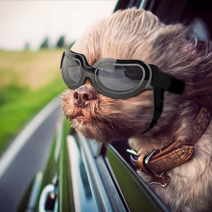 Silver Lenses Pet Sunglasses for Dogs and Cats